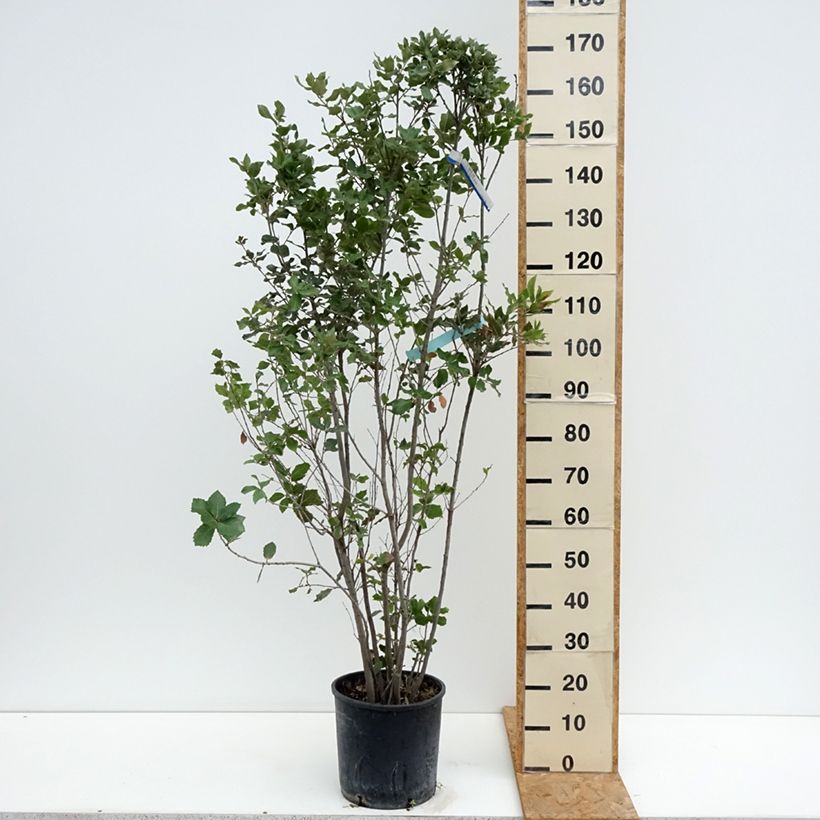 Holm oak - Quercus ilex 7.5L/10L pot sample as delivered in summer