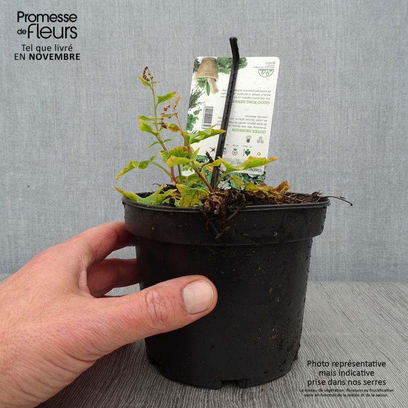 Chénopode Bon Henri en plant - Chenopodium bonus-henricus Pot de 1,5L/2L sample as delivered in autumn