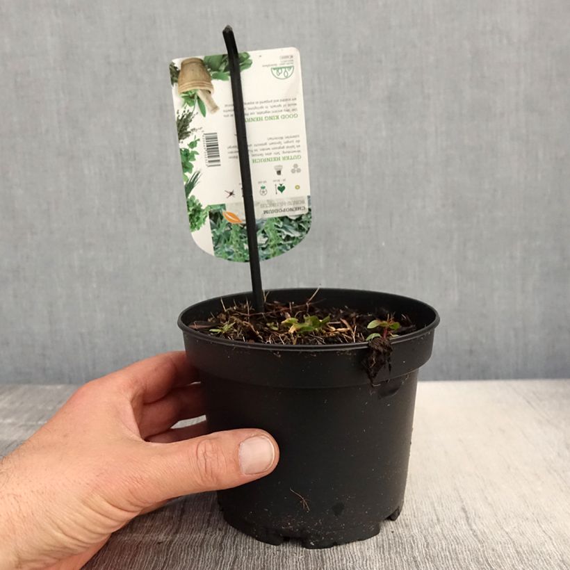 Good King Henry in plant - Chenopodium bonus-henricus sample as delivered in spring