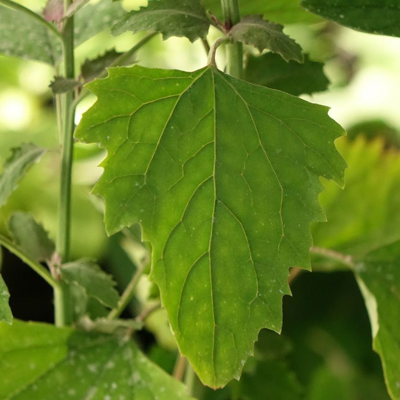 Tree Spinach - Chenopodium giganteum (Foliage)