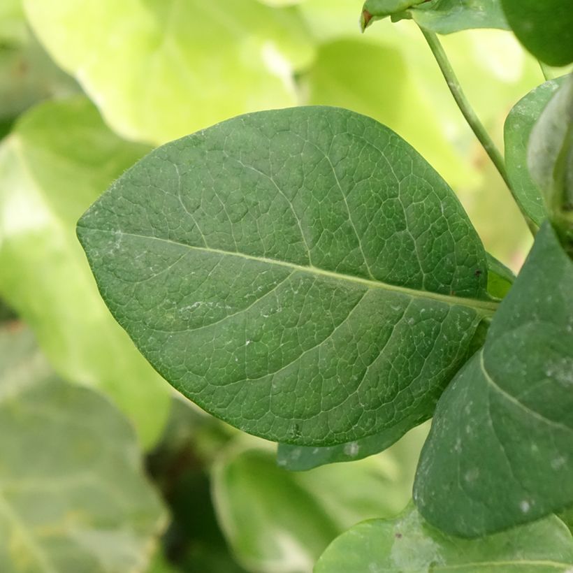 Lonicera periclymenum Belgica Select (Foliage)