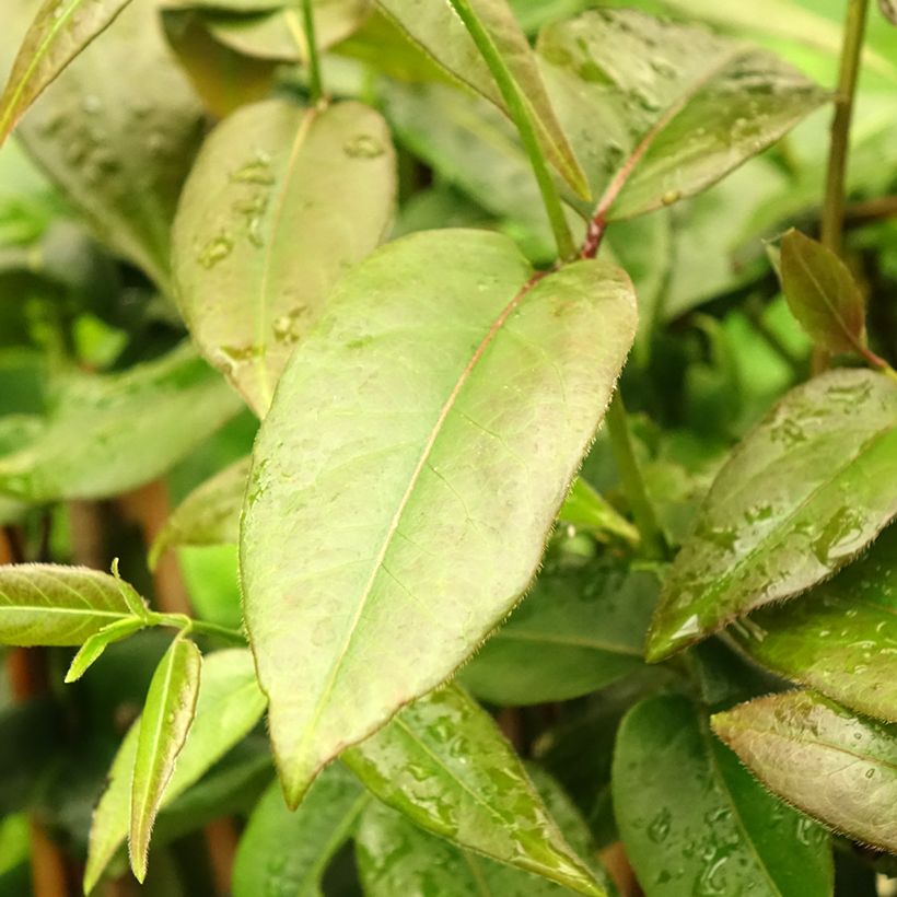 Lonicera henryi Copper Beauty - Henry's honeysuckle (Foliage)