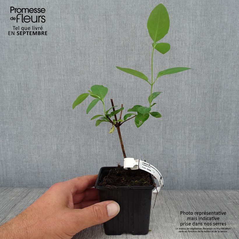 Lonicera periclymenum Graham thomas 8/9 cm pot sample as delivered in autumn