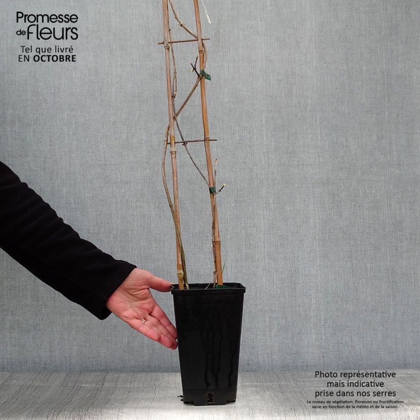 Lonicera periclymenum Graham thomas 2L/3L pot sample as delivered in autumn
