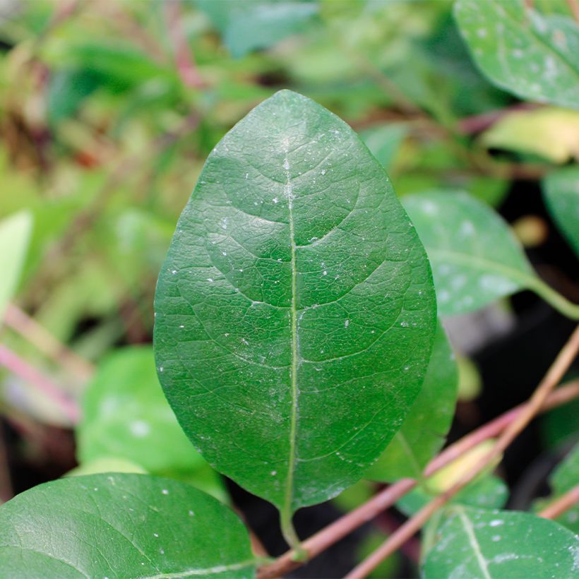 Lonicera periclymenum Serotina (Foliage)