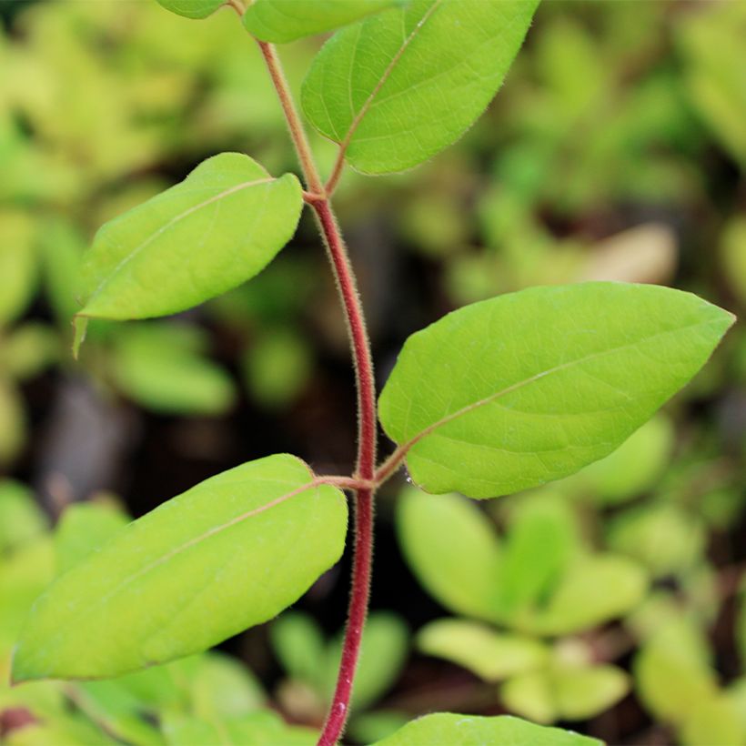 Lonicera japonica Hall's Prolific - Japanese Honeysuckle (Foliage)