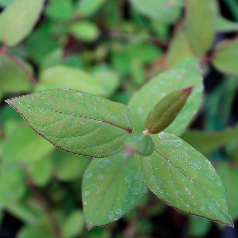 Lonicera japonica Sinensis - Chinese Honeysuckle (Foliage)