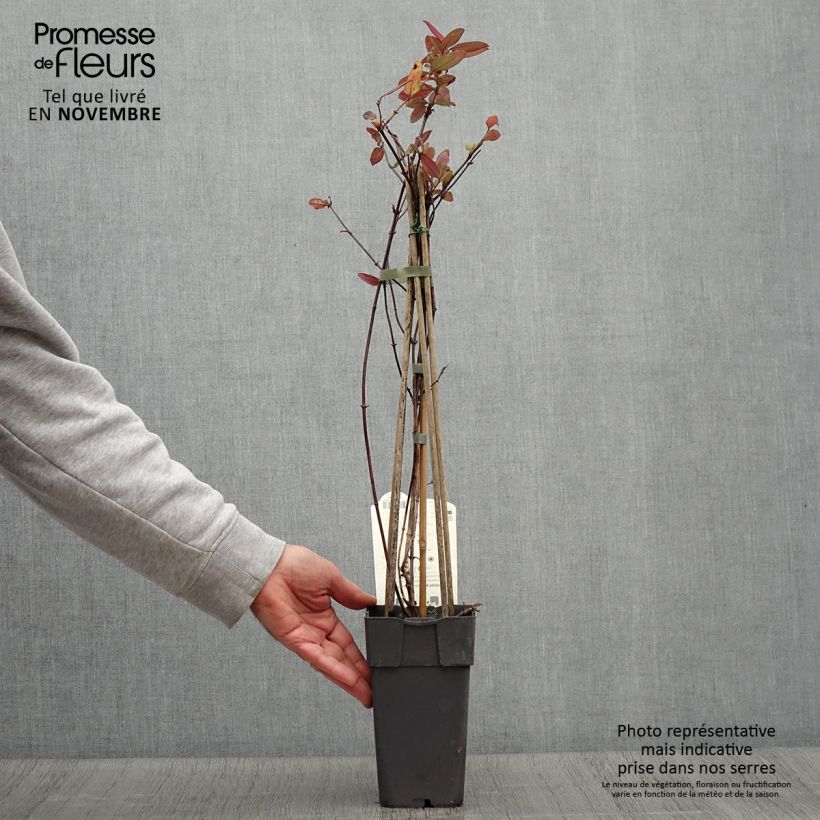 Lonicera japonica Red World - Japanese Honeysuckle 2L/3L pot sample as delivered in autumn