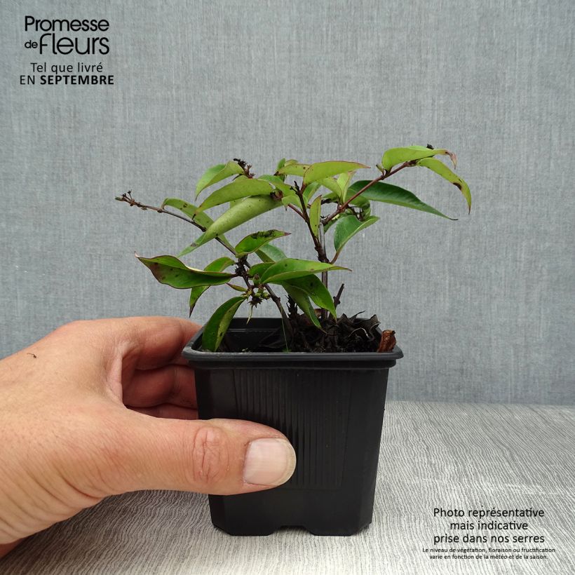 Lonicera henryi 'Marinella' ('Venloma') 8/9 cm pot sample as delivered in autumn