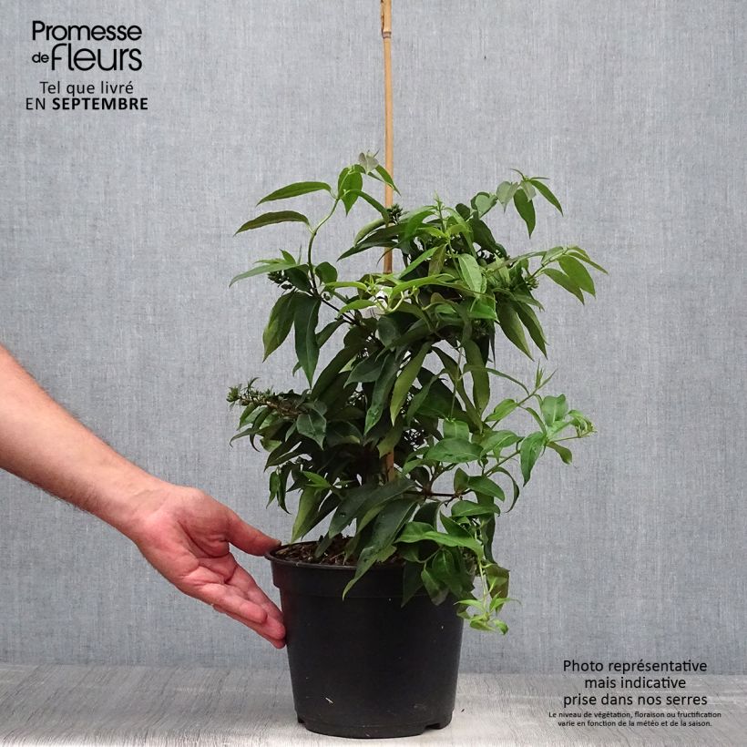 Lonicera henryi 'Marinella' ('Venloma') 4L/5L pot sample as delivered in autumn