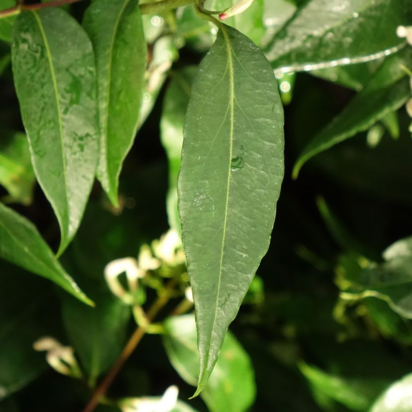 Lonicera henryi 'Marinella' ('Venloma') (Foliage)