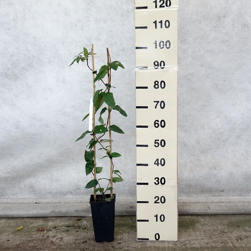 Lonicera similis var. delavayi  2L/3L pot sample as delivered in autumn