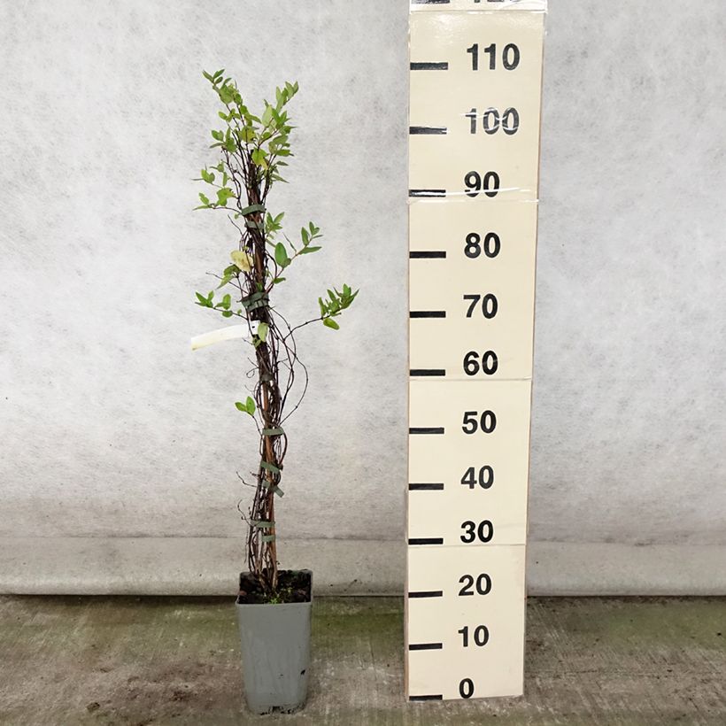 Lonicera japonica Aureoreticulata 2L/3L potShipped height around 60/70cm sample as delivered in summer