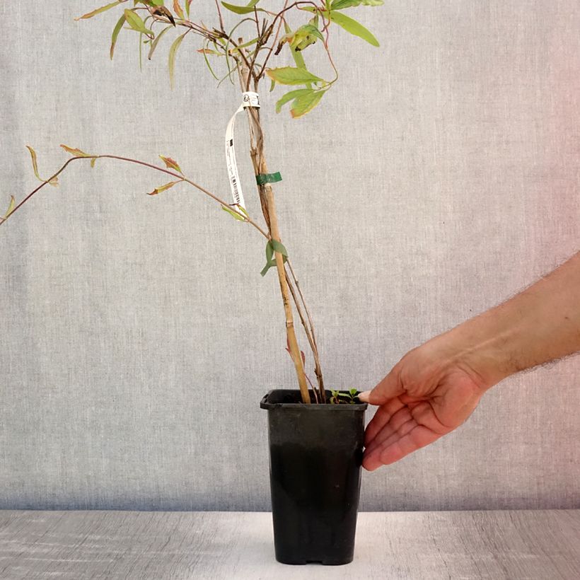 Lonicera sempervirens Cedar Lane 1.5L/2L pot sample as delivered in summer