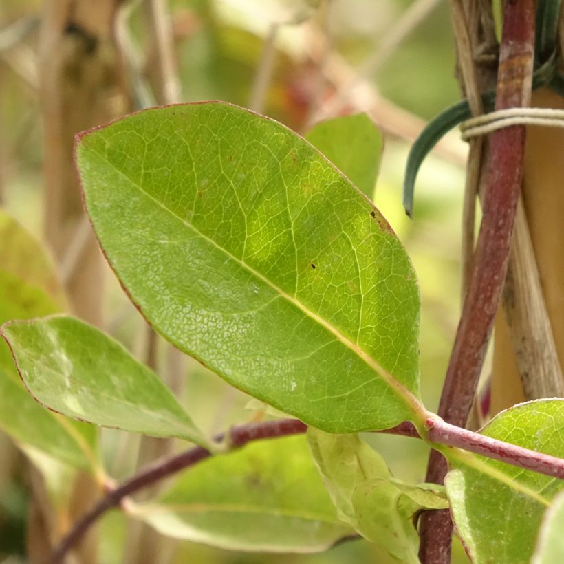 Lonicera x heckrottii  (Foliage)