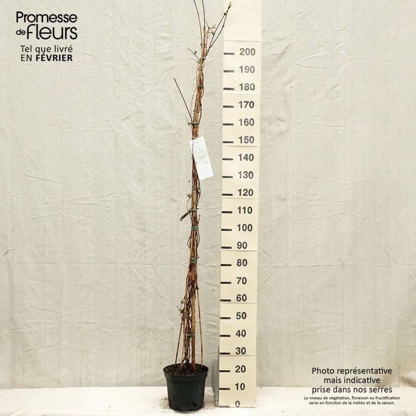 Lonicera x heckrottii  sample as delivered in winter