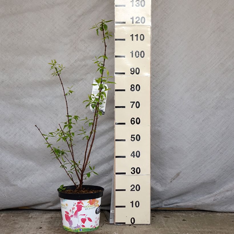 Chimonanthus praecox Grandiflorus en pot de 10L sample as delivered in spring