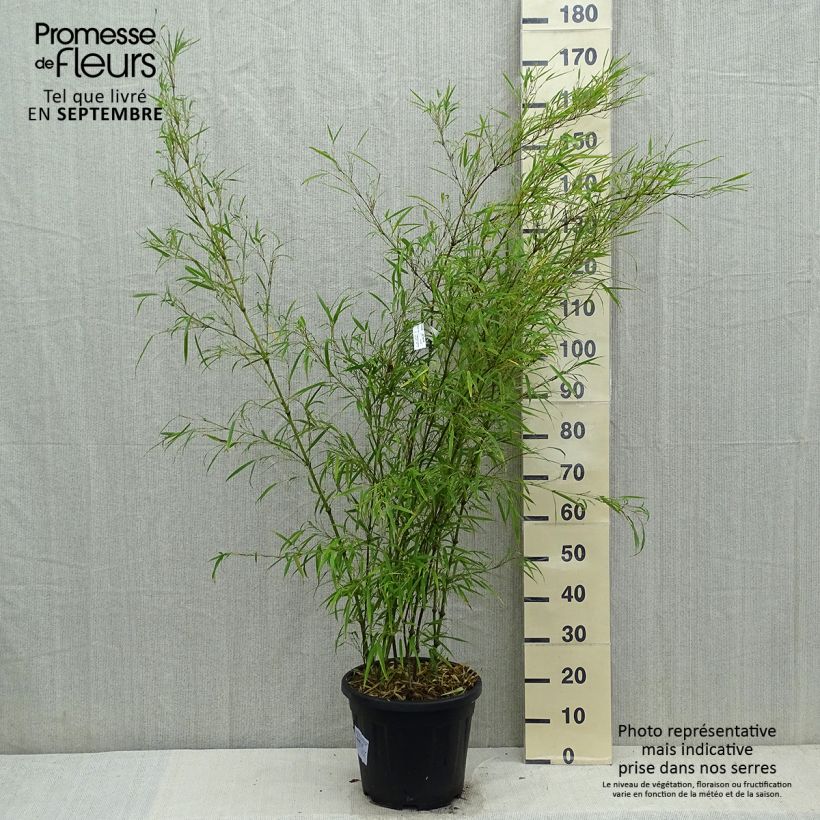 Chimonobambusa tumidissinoda Microphylla - Bambou moyen 15L 125/+ Pot de 12L/15L sample as delivered in autumn