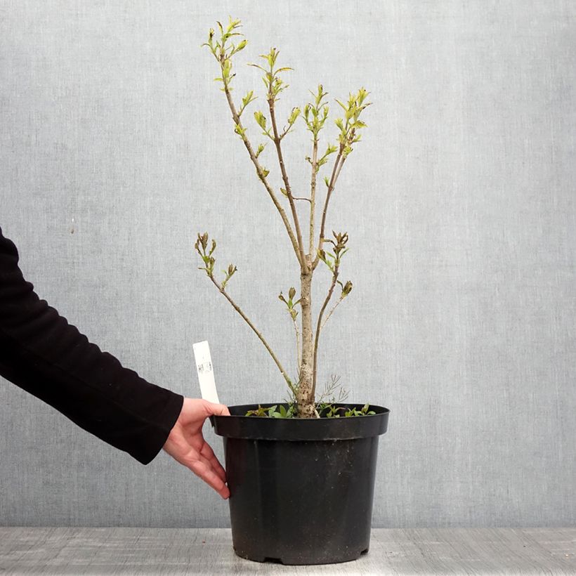 Chionanthus virginicus - Arbre de neige Pot de 7,5L/10LHauteur livrée env. 50/60cm sample as delivered in spring