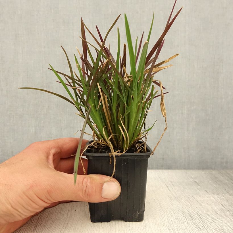 Chloris distichophylla Godet de 8/9 cm sample as delivered in spring