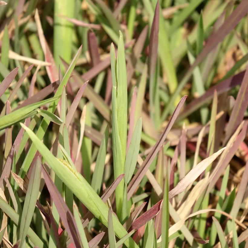 Chloris distichophylla (Foliage)