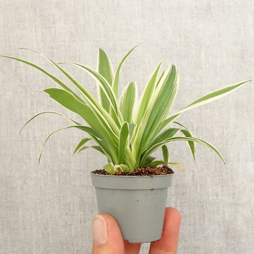 Spider Plant - Chlorophytum comosum Irish Mini-plante sample as delivered in spring