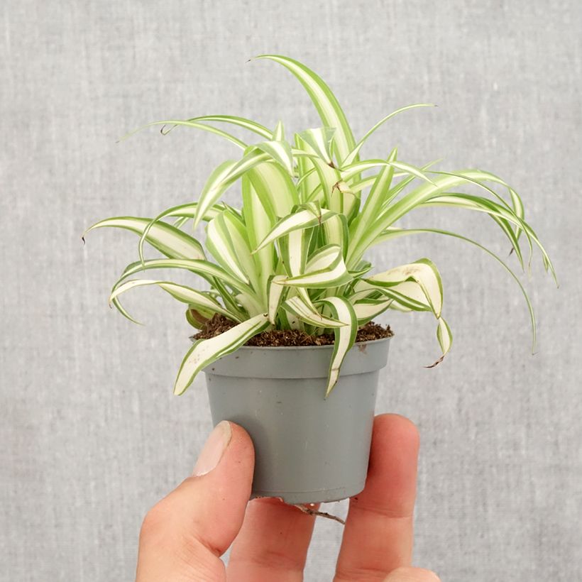 Chlorophytum comosum Variegatum - Spider Plant Mini-plante sample as delivered in spring