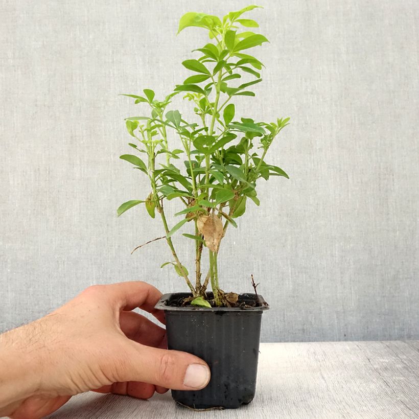 Choisya ternata Sundance - Mexican orange blossom 8/9 cm pot sample as delivered in autumn