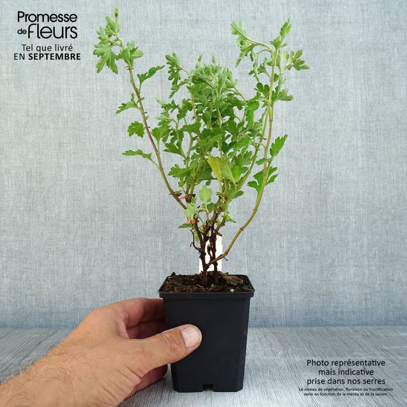 Chrysanthemum indicum Anastasia 8/9 cm pot sample as delivered in autumn