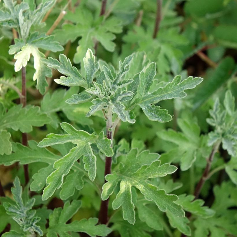 Chrysanthemum indicum Bienchen (Foliage)