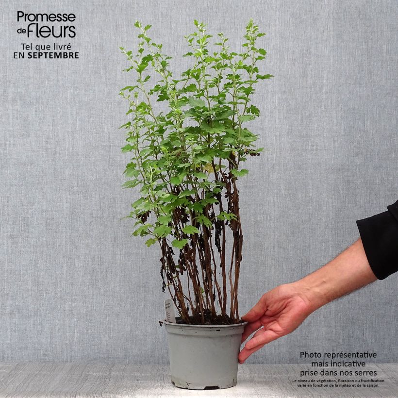 Chrysanthemum indicum Cottage Apricot 2L/3L pot sample as delivered in autumn
