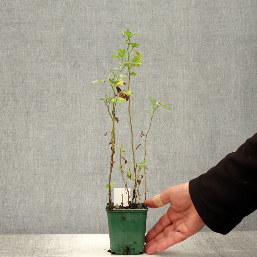 Chrysanthemum indicum Julia 8/9 cm pot sample as delivered in summer