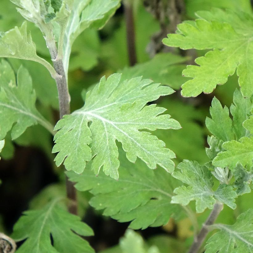 Chrysanthemum Oury (Foliage)