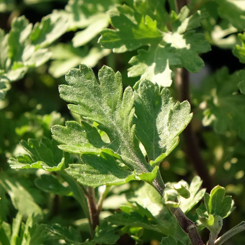 Chrysanthemum Rehauge (Foliage)
