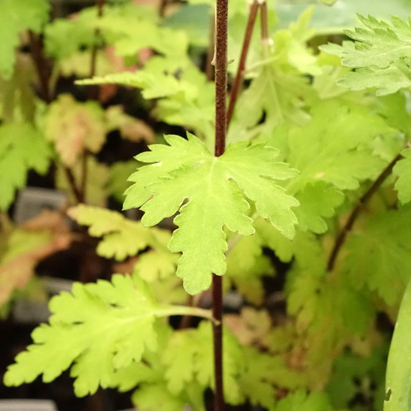 Chrysanthemum Brennpunkt (Foliage)