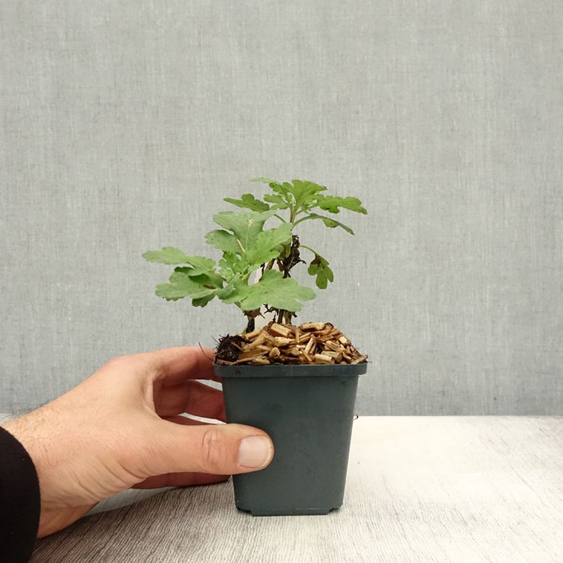 Chrysanthemum Poesie 8/9 cm pot sample as delivered in autumn