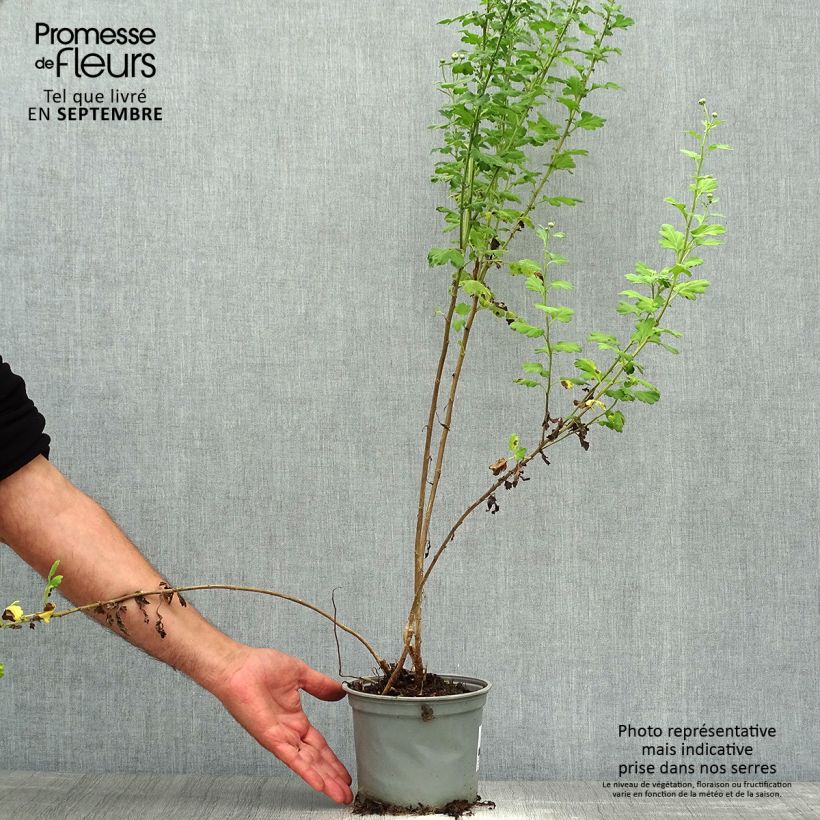 Chrysanthemum Poesie 2L/3L pot sample as delivered in autumn