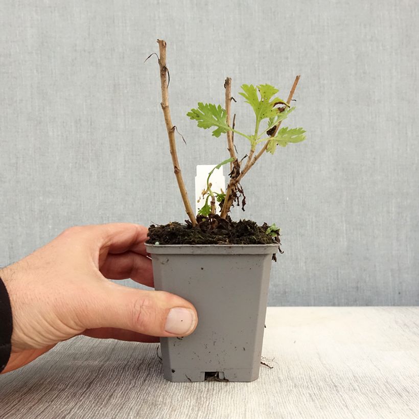 Chrysanthemum Mary Stoker 8/9 cm pot sample as delivered in autumn