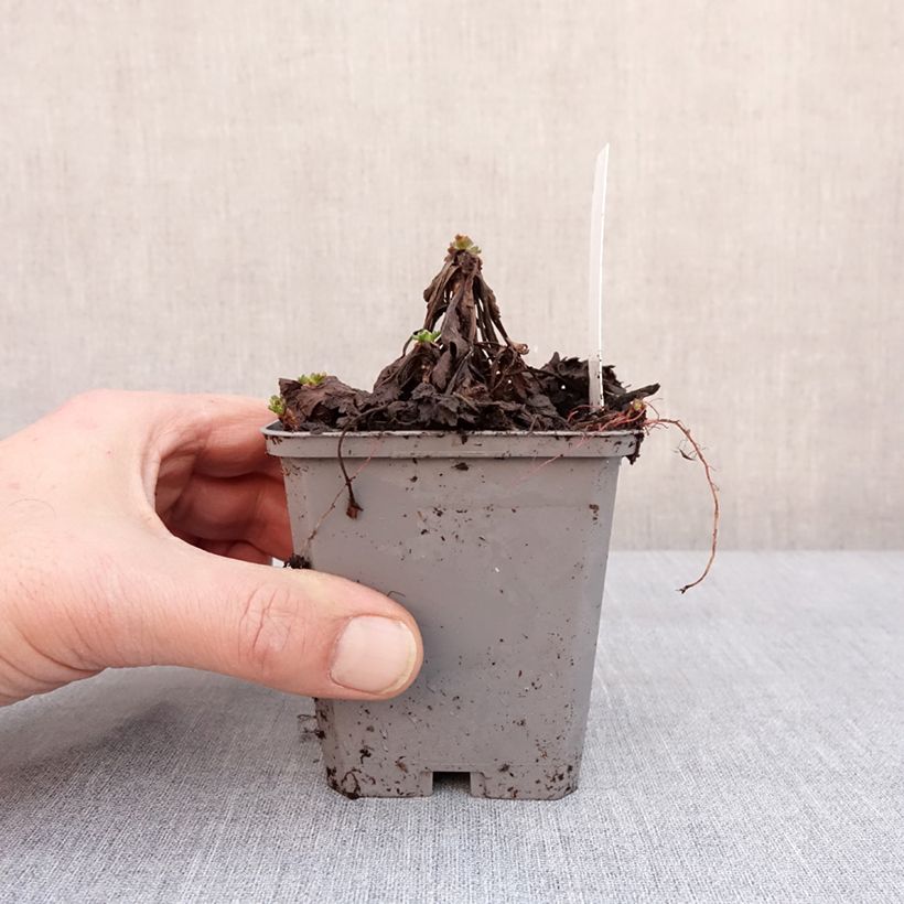 Chrysanthemum arcticum Roseum, Marguerite Godet de 9cm sample as delivered in winter