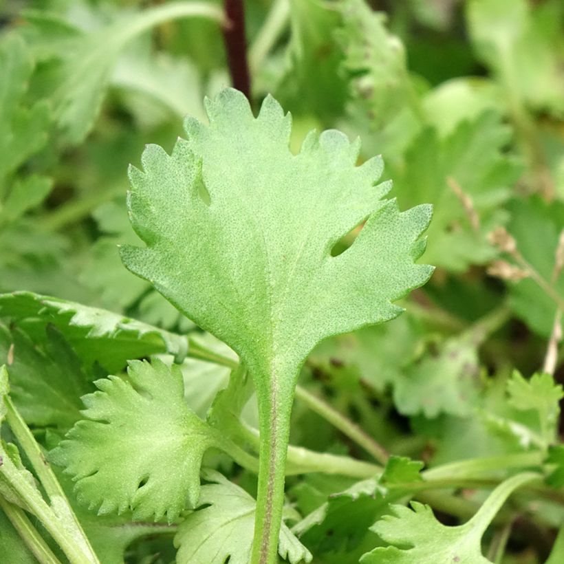 Chrysanthemum arcticum Roseum (Foliage)