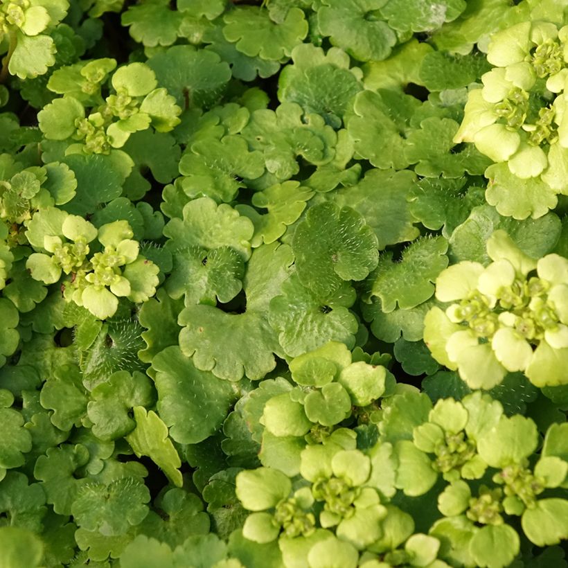 Chrysosplenium alternifolium (Foliage)