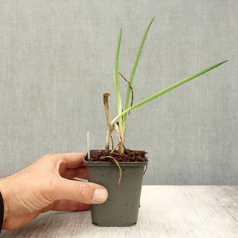 Organic Chive - Allium fistulosum 7/8 cm pot sample as delivered in autumn