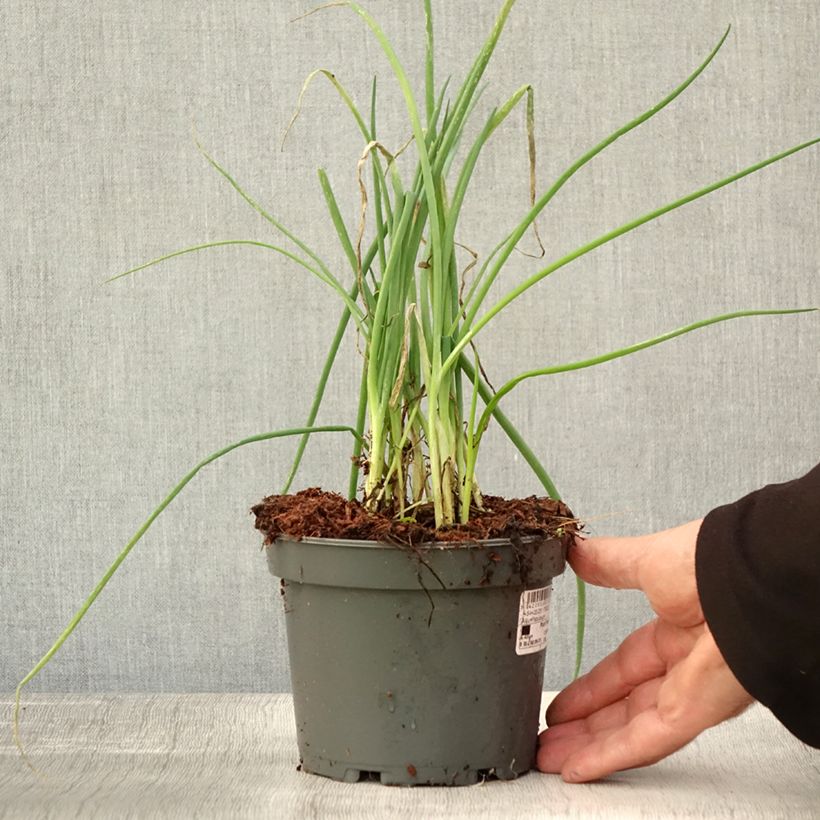Allium fistulosum - Welsh onion 1.5L/2L pot sample as delivered in autumn