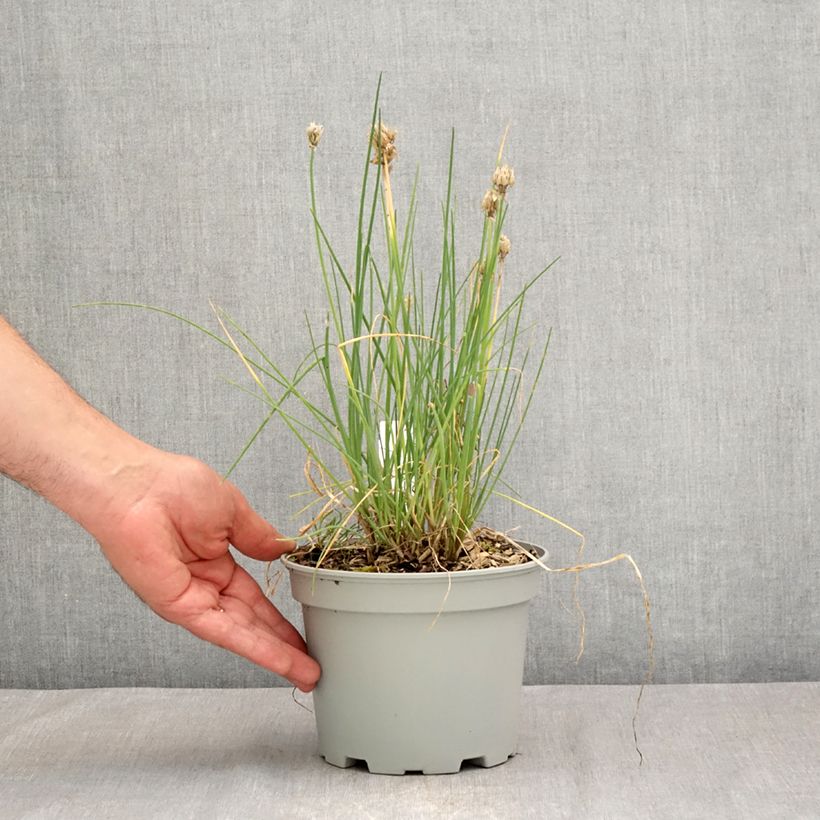 Organic Chives plants - Allium schoenoprasum 2L/3L pot sample as delivered in summer