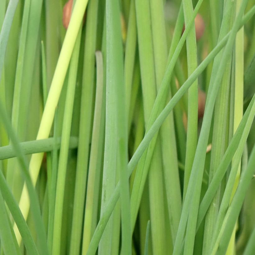 Organic Chives plants - Allium schoenoprasum (Foliage)