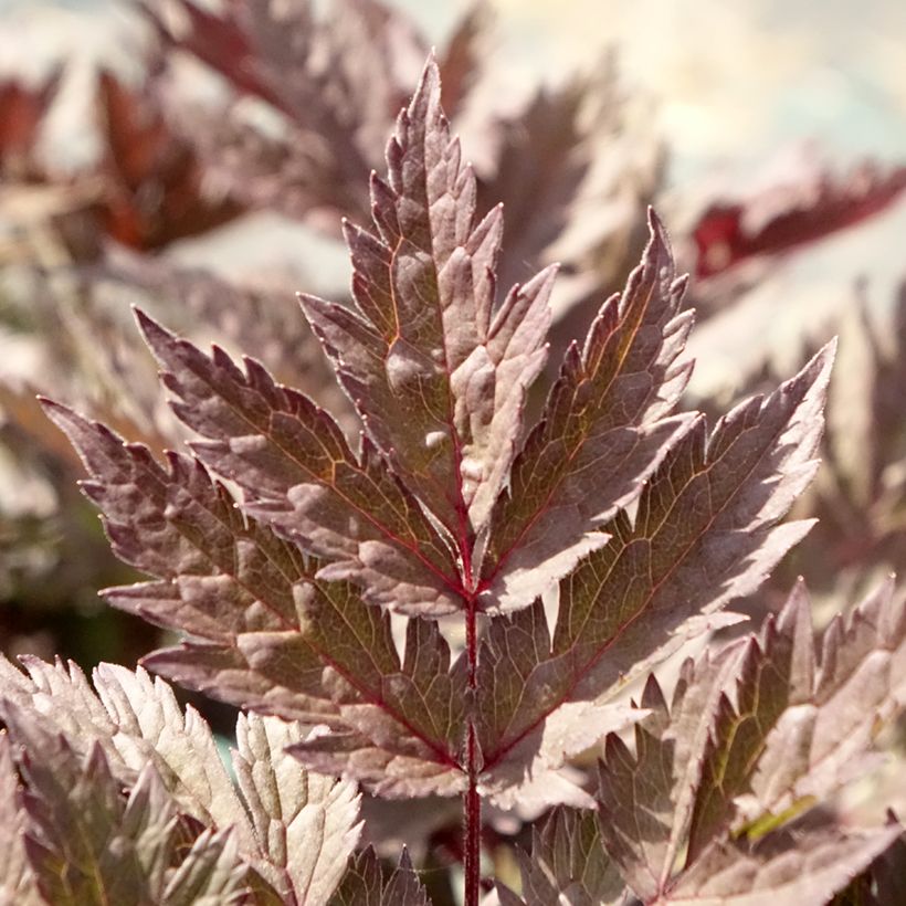 Actaea simplex Pink Spike (Foliage)