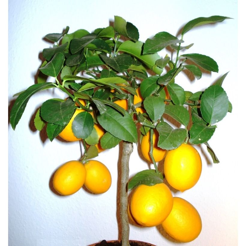 Meyer Lemon Tree - Citrus x meyeri (Plant habit)