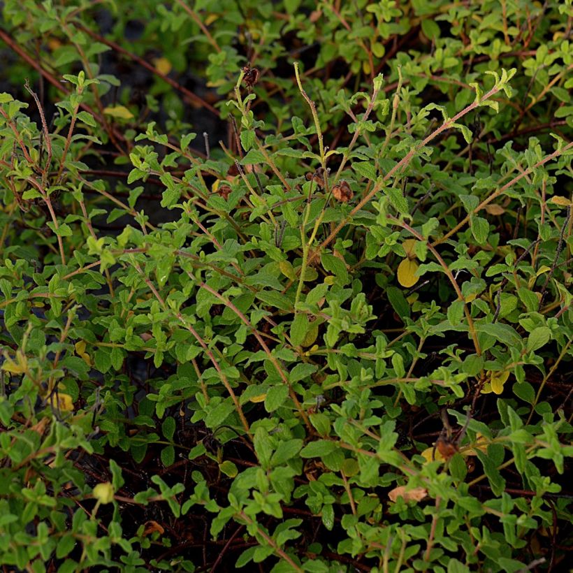 Cistus monspeliensis - Montpelier Rockrose (Foliage)