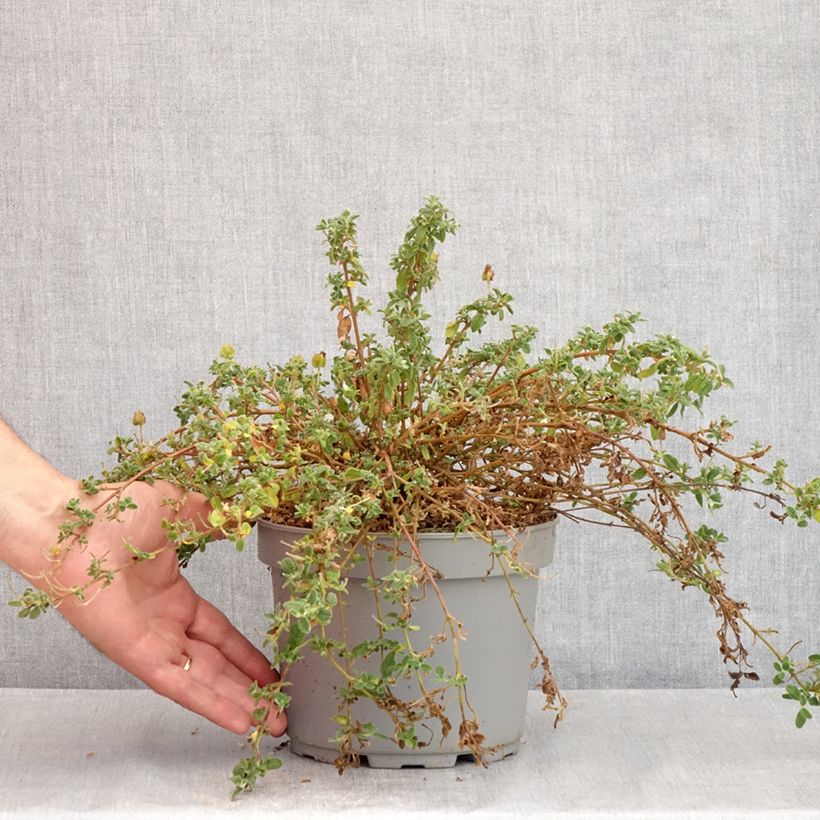 Cistus obtusifolius - Rockrose 2L/3L pot sample as delivered in summer