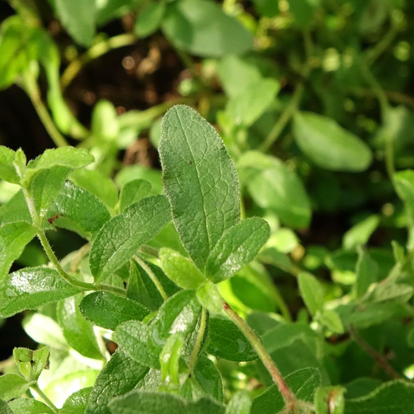 Cistus obtusifolius - Rockrose (Foliage)